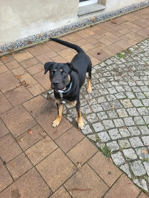 Labrador Mischling Rüde