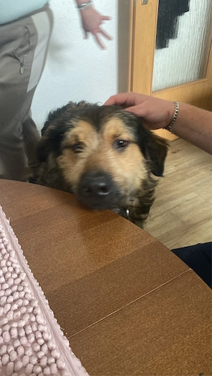 Hund verkaufen 