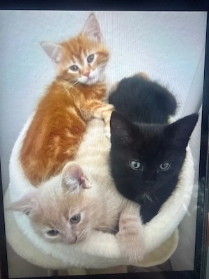 Mix Kätzchen BHK   Bengal 