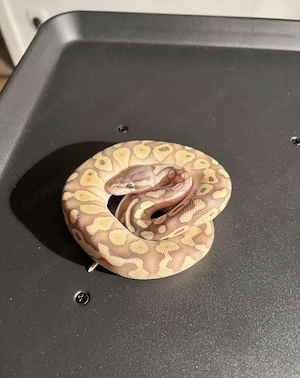 königs python pastel butter het. clown