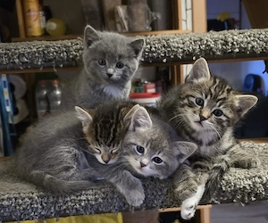 Zuckersüße Katzenkinder