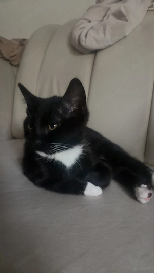 süße Babykatzen 