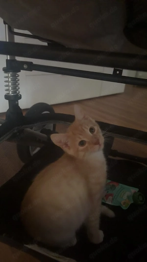 süße Babykatzen 