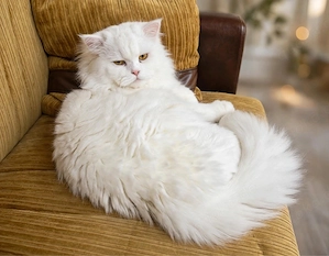 Perserkatzen