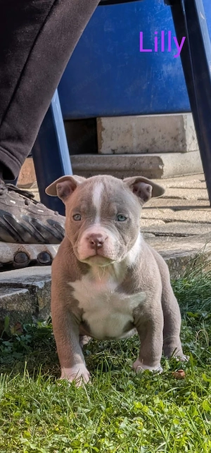 Erstklassige American Pocket Bully Welpen  (ABKC PAPIERE)