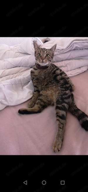 Ekh, Europäisch Kurzhaar Katze sehr verschmust