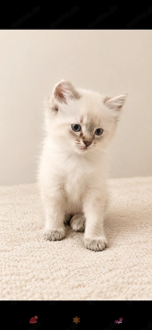 Heilige Birma Norwegische Waldkatze Kitten Kater Kätzin