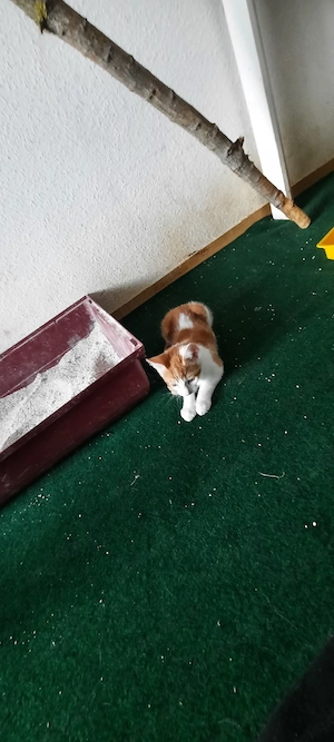 Loki und Findus suchen dich