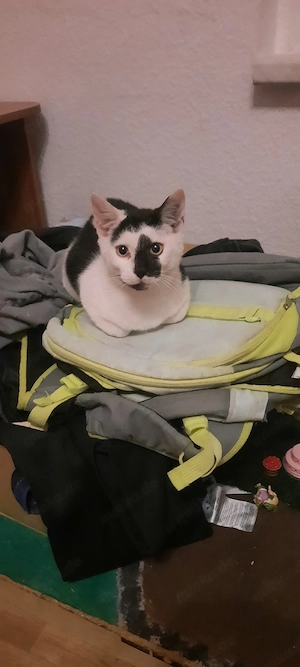 zwei junge kater 