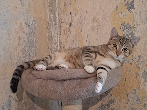 Junger Kater,ein Schatten seiner Bezugsperson 