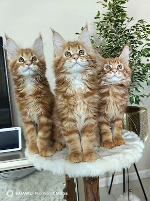 Maine-Coon-Kätzchen zur Adoption