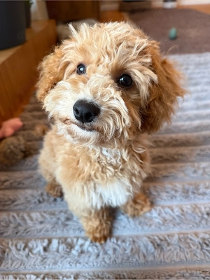  Verschmuste Maltipoo F1b Welpe, 4 Monate, sucht liebevolles Zuhause