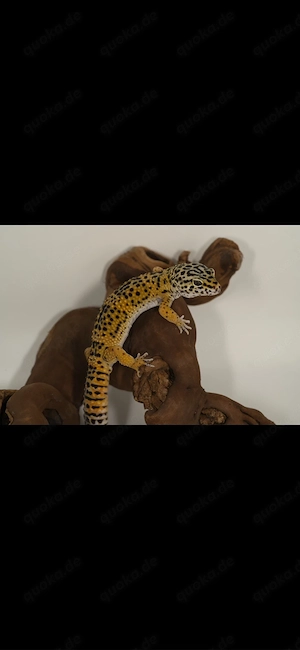 Leopardgecko 1.0