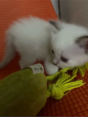 Ragdoll kitten reinrassig