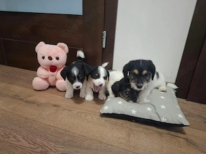 Charmante Jack Russel-Dackel-Malteser Mix Welpen suchen ihre neuen Familien 