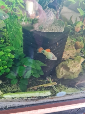 Micky Mouse Platys 