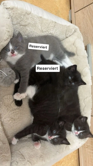 babykatzen