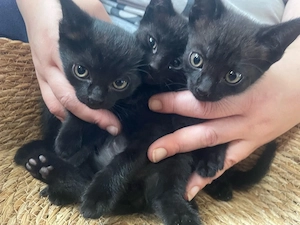 Zwei süße Kitten suchen ein neues Zuhause! 