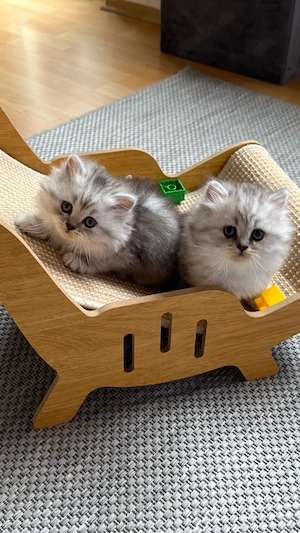 BLH kitten