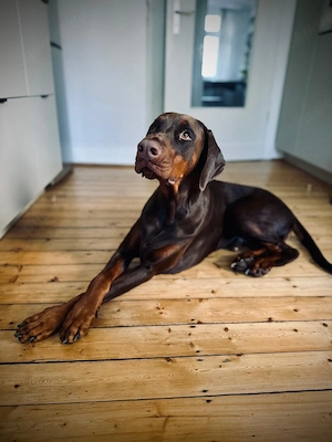 Liebevolles Zuhause für Dobermann-Rüden gesucht 