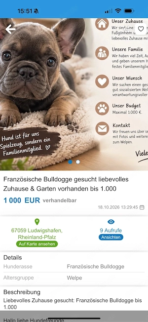 Französische Bulldogge gesucht   liebevolles Zuhause & Garten vorhanden      bis 1.000  
