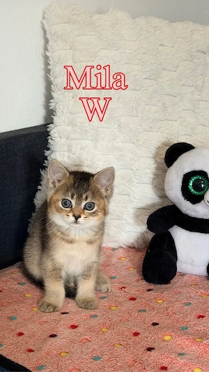 2 wunderschöne BKH Golden Mädchen   Mila & Nala   