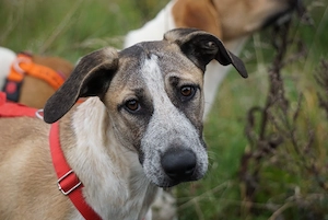 Penny sucht ihr Zuhause