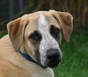 Pongo sucht sein Zuhause
