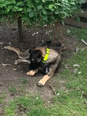 DSH Malinois Australien Shepherd Labrador Mix Rüde 
