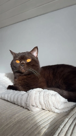 BKH Deckkater chocolate
