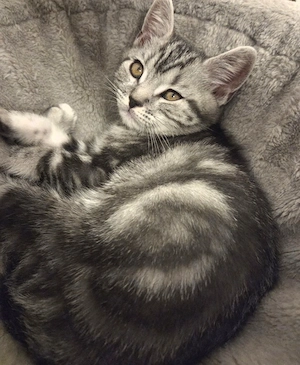 Wunderschöner, einzigartiger BKH Silver Tabby Kater sucht ein liebevolles Zuhause. 