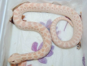 Heterodon nasicus - Hakennasennattern - Hognose