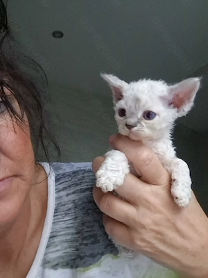Devon Rex Kitten können mit 12 Wochen umziehen zu mitte Dezember umziehen 