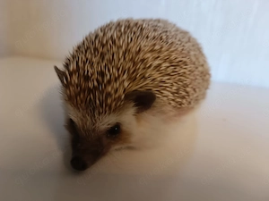 Zwei Weißbauchigelmädchen (Kiwi & Coco) incl. Zubehör abzugeben