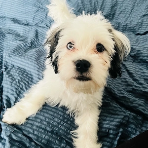 Süßer Malteser-Shih-Tzu-Mix sucht ein liebevolles Zuhause   