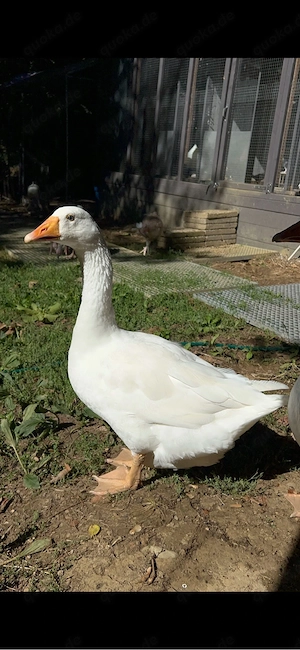 2 Bourbon-Puten 2 Deutsche Hausgänse 