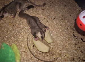 Flughörnchen (Sugar Glider)