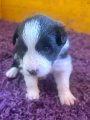 Border Collie Welpen mit Ahnentafel 