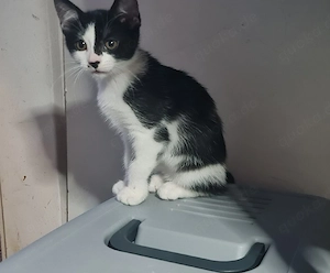 tuxedo katze 