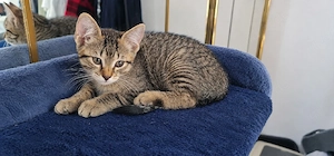 Tiger katze 