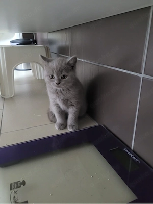 BKH katzen 
