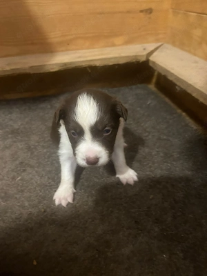 Border Collie Welpen Braun Weiß 