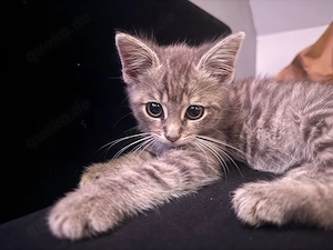 Vergebe kleines Kitten