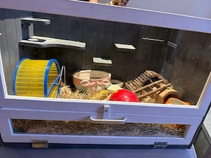 zwerg hamster 4 monate 