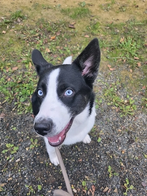 Australian-Shepherd-Husky-Mix Hündin