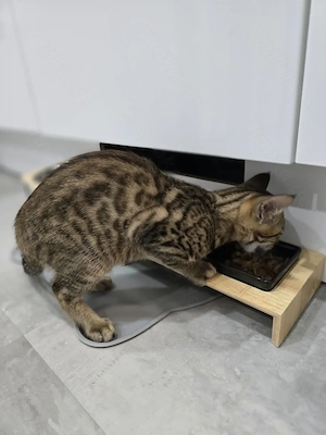 Savannah-Bengal Kätzchen 