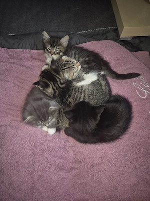 Katzenbabys zu verkaufen