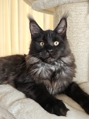 Maine-Coon-Kätzchen mit Stammbaum