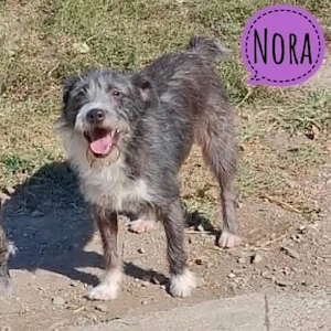 Nora, bildhübsche Terrier Mix Hündin