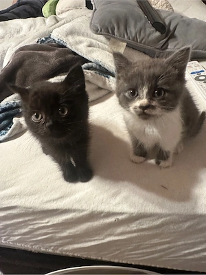 3 Katzen zuchen Familie
